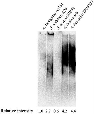 Identification of galactofuranose antigens such as galactomannoproteins and fungal-type galactomannan from the yellow koji fungus (Aspergillus oryzae)